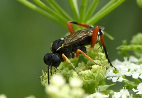 Réf. 229 330 : Macrophya diversipes